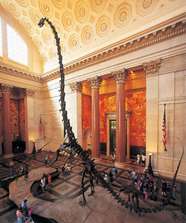 American Museum of Natural History